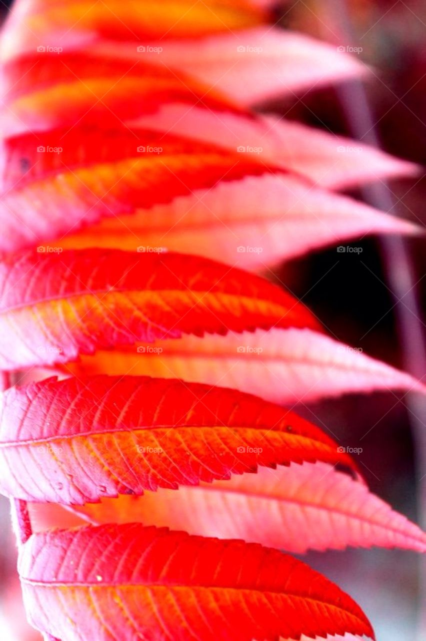 Extreme close-up autumn leaf