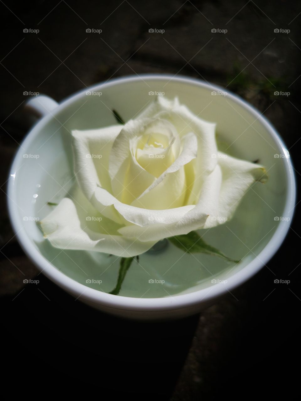 White rose in white cup