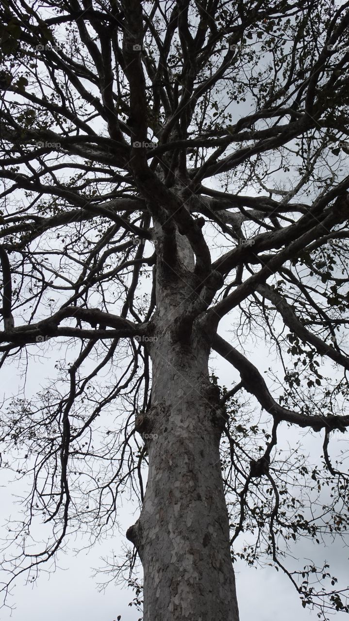 What will a big tree be afraid of just changing the season.