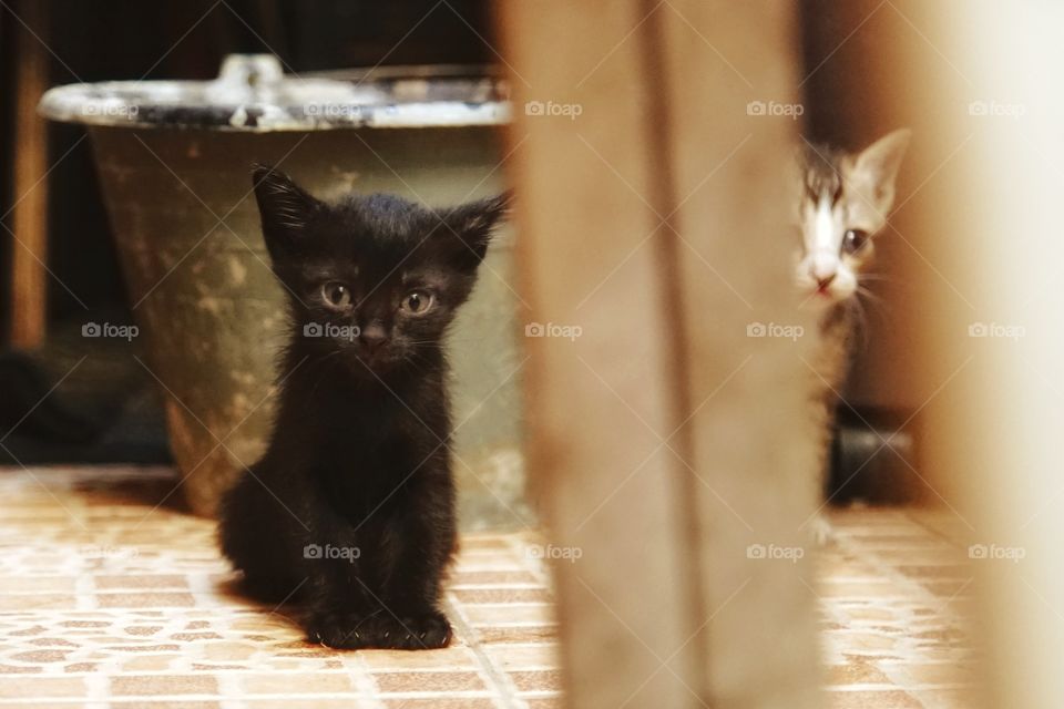 kitties in a warehouse