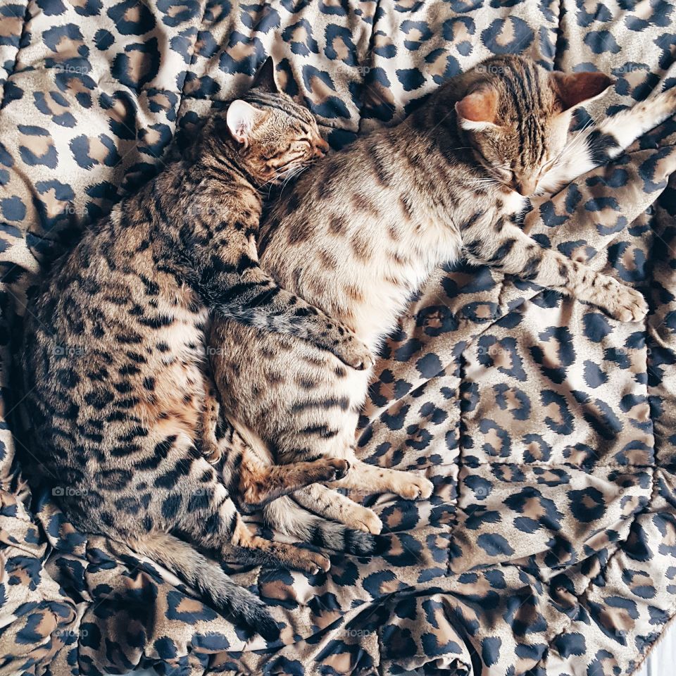 two cats napping. two cats spooning each other