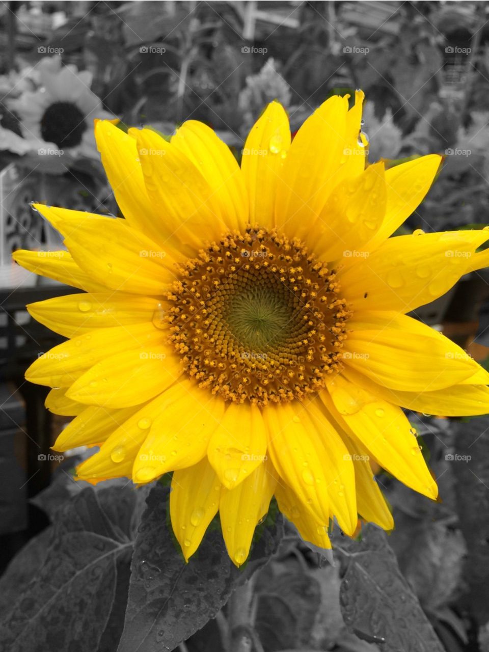 Sunflower in the garden. 