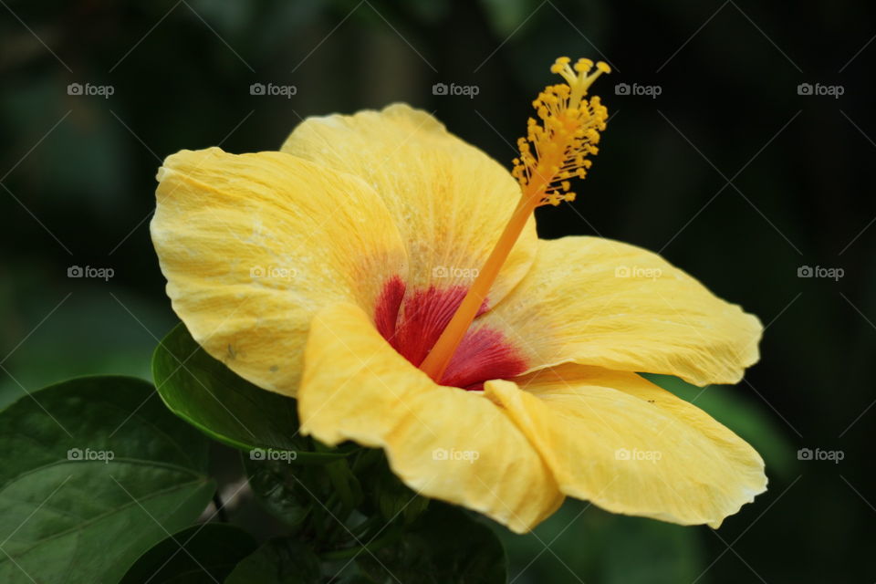 Flower (Hibiscus rosa-sinensis)