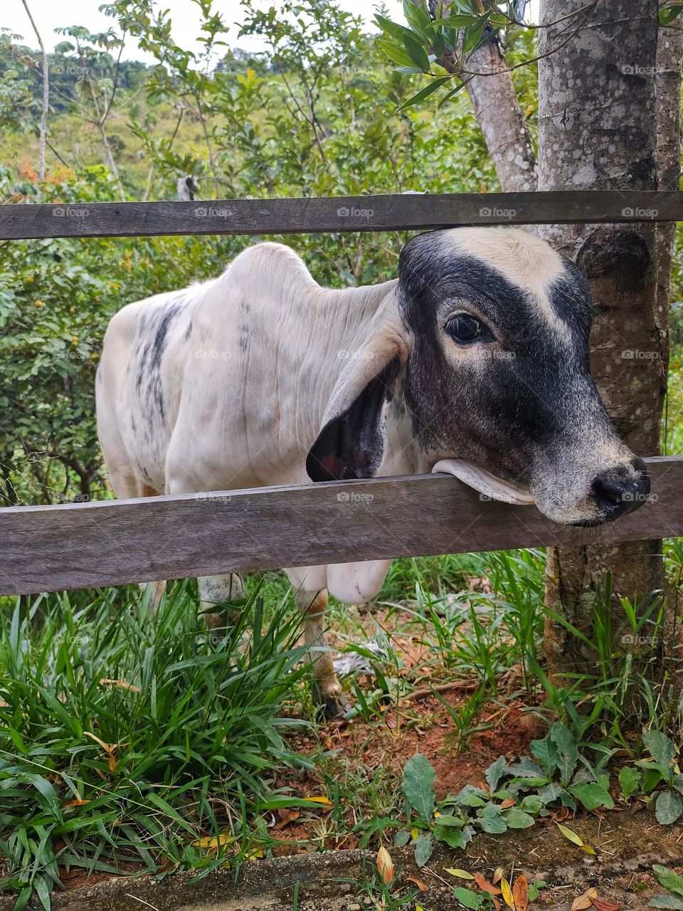 small calf, white with black spots.  Very tame. next to the fence