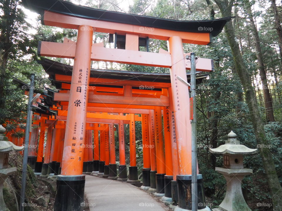 Torii gates 
