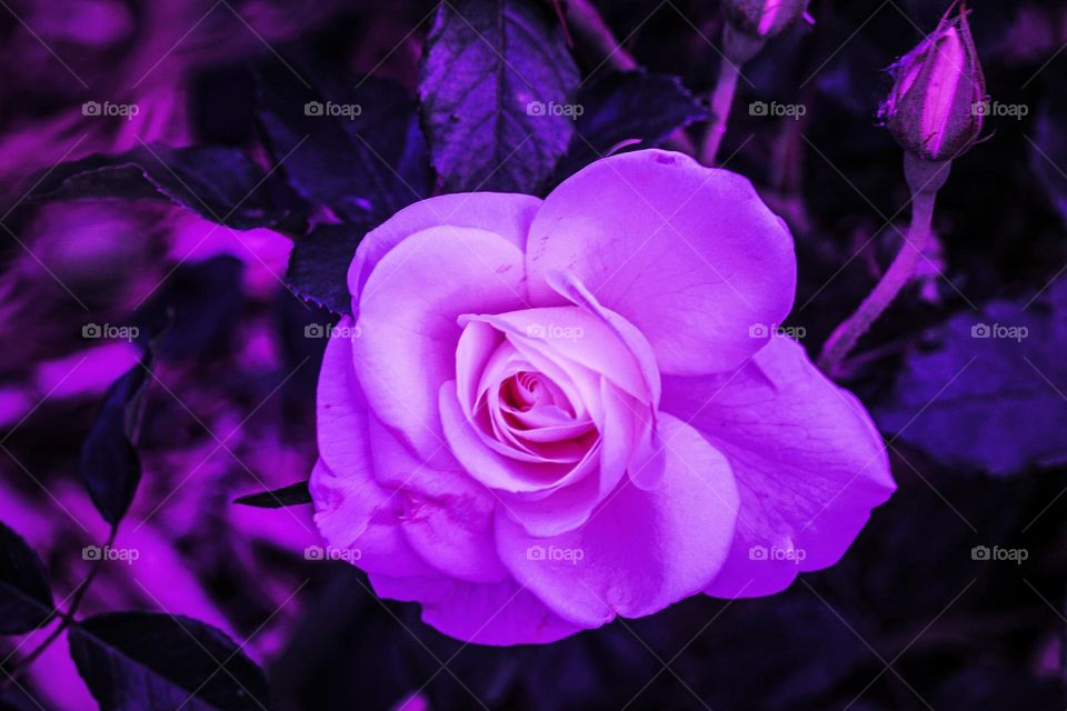 A purple rose