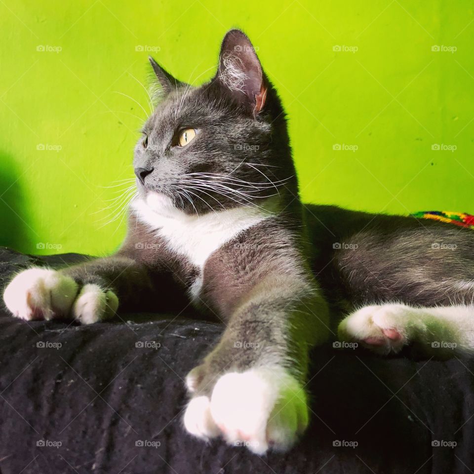 Polydactyl Cat Portrait