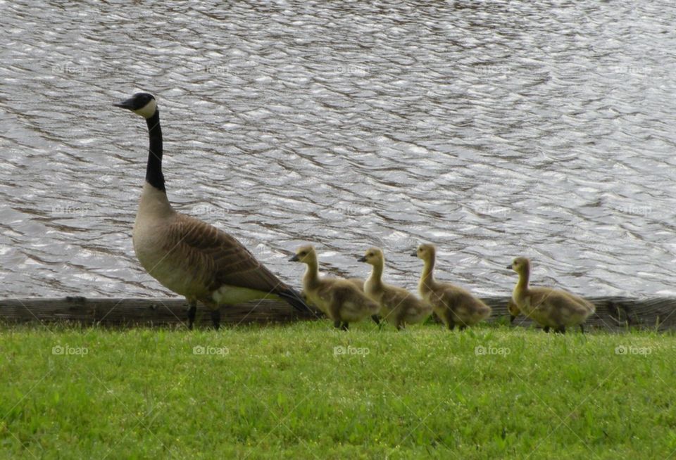 Mama Goose and babies