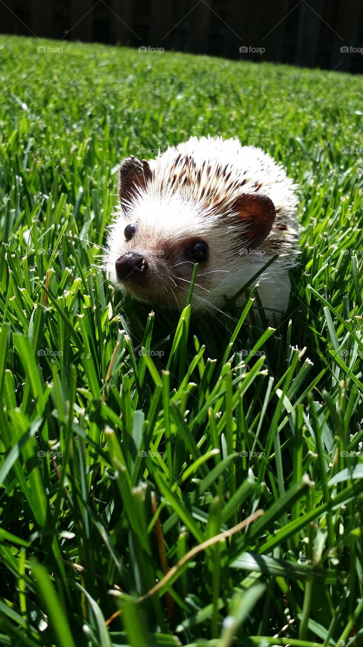 Happy Hedgehog. This is Marilyn Pearl! Wondering around outside is one of her favorite things to do!
