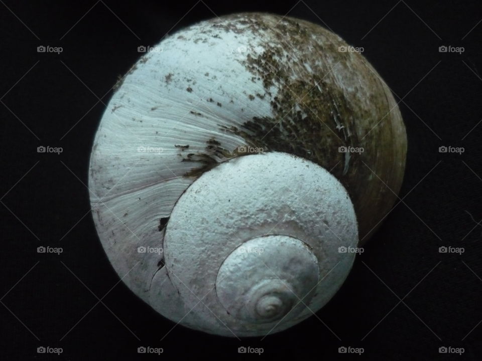 A close up of a sea shell on a black surface