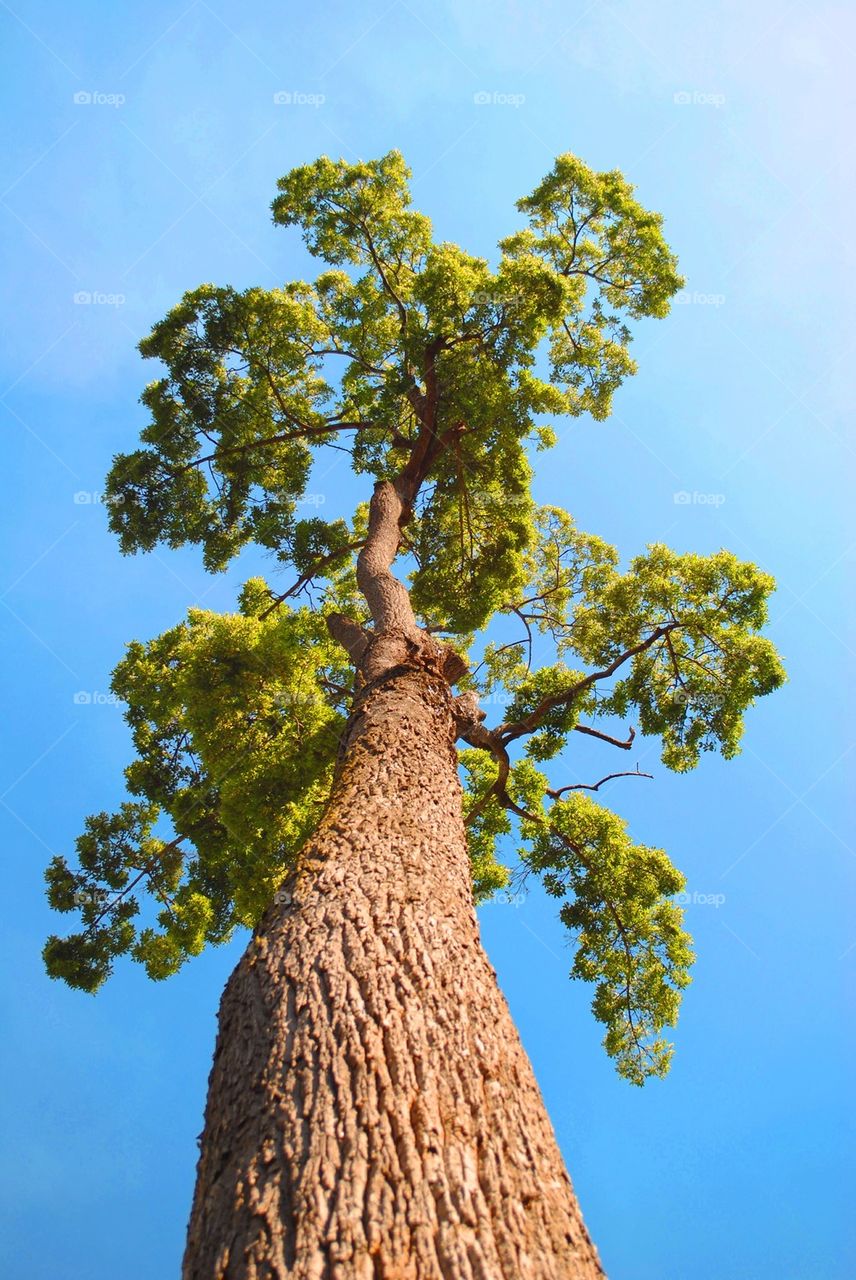 Tree under blue sky