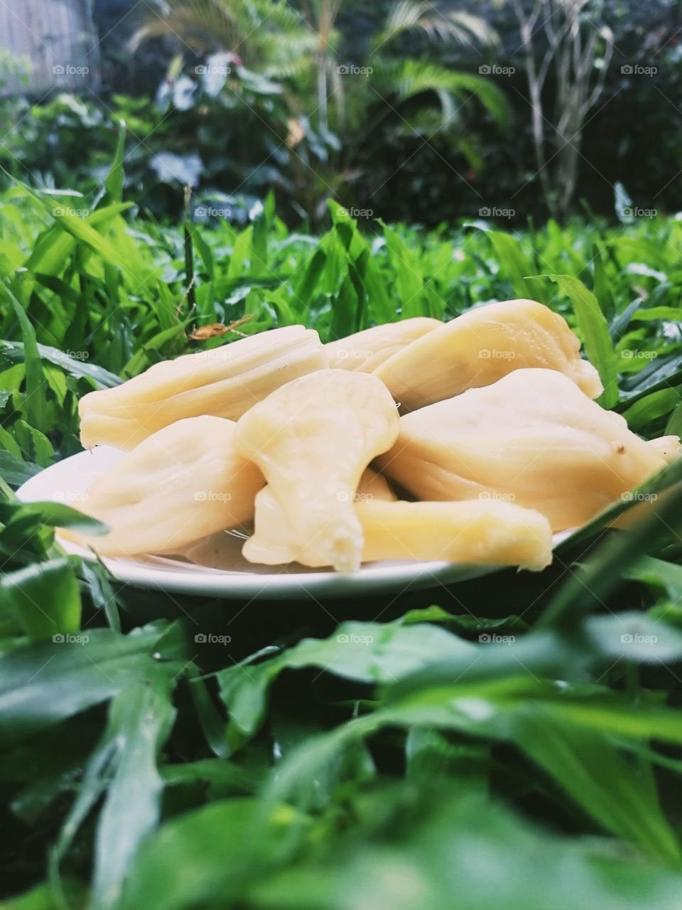 Jackfruit