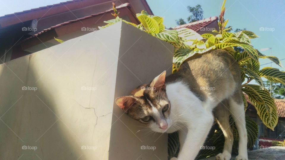 Cats want to be rubbed