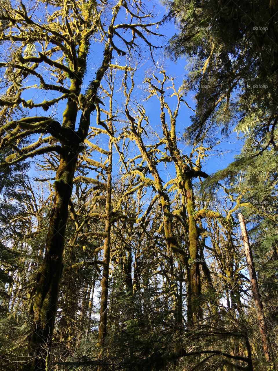 Sun shining on mossy big leaf maple trees in the Pacific Northwest winter forest. 