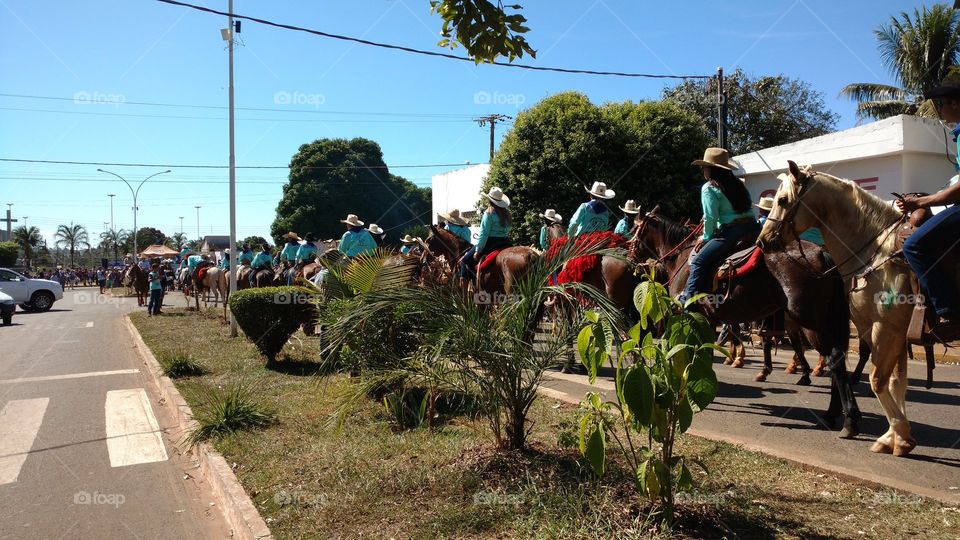 Desfile com muitos touros, cavalos, éguas, burros e mulas. É seus cowboys e cowgirls.