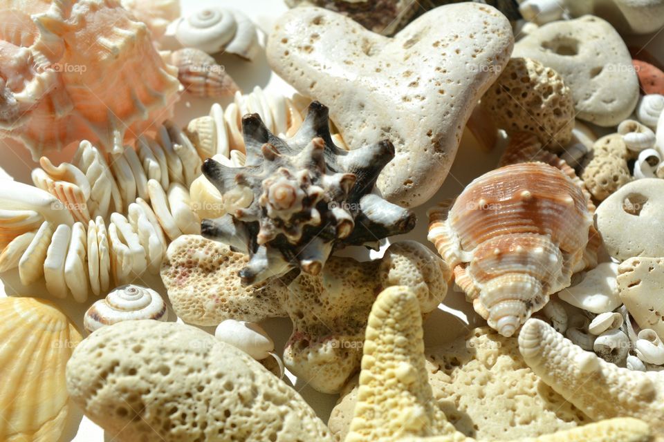 Collection of seashells