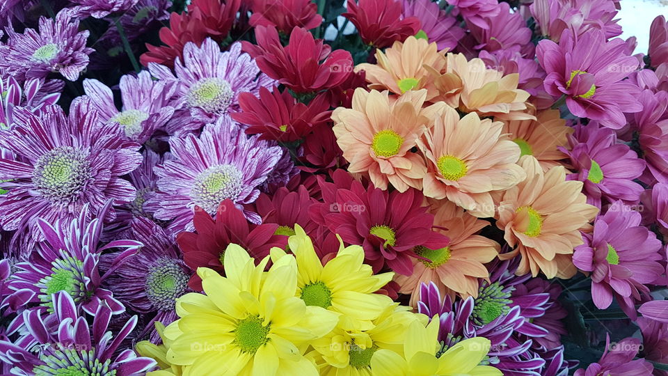 bright spring flowers multicolored collection