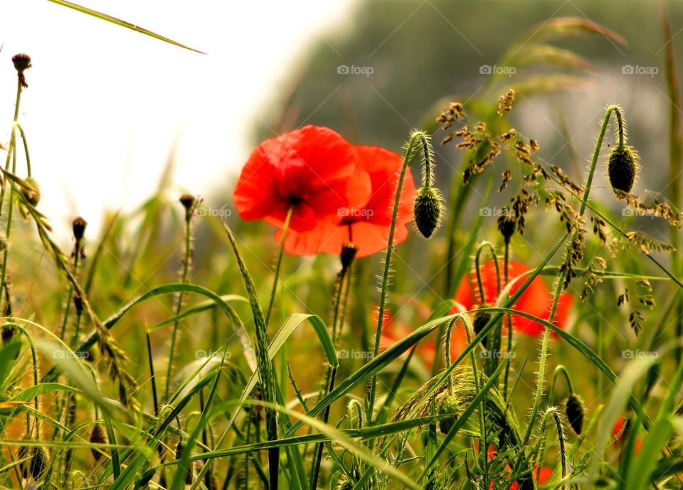 poppies