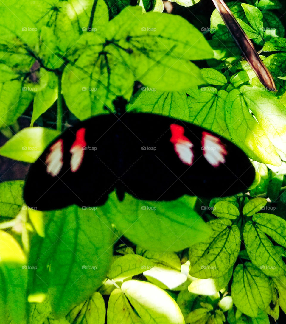 butterfly