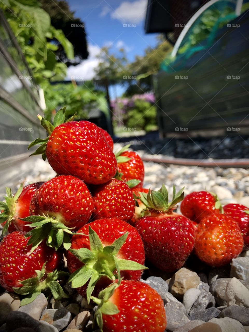 Strawberries outside in garden at home