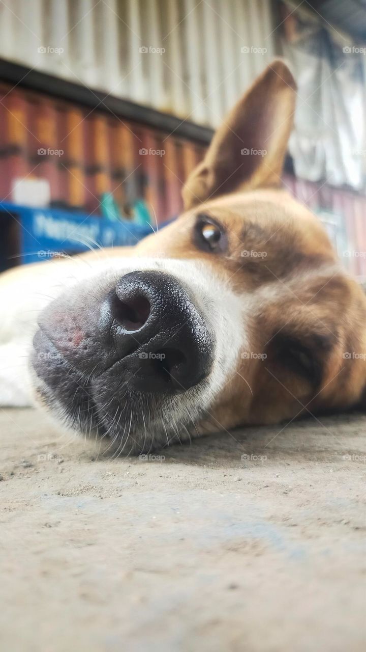 Close up photo of a dog face, lay down and relax.