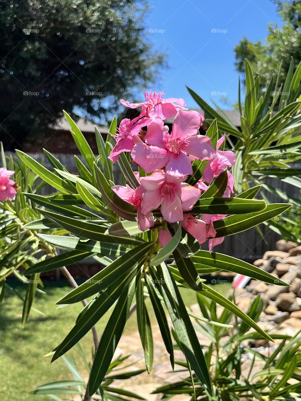 Beautiful pink flowers