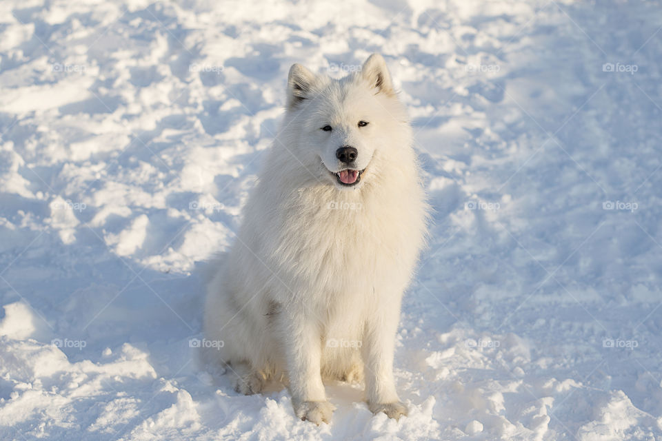 Potrait of a Samoyed dog