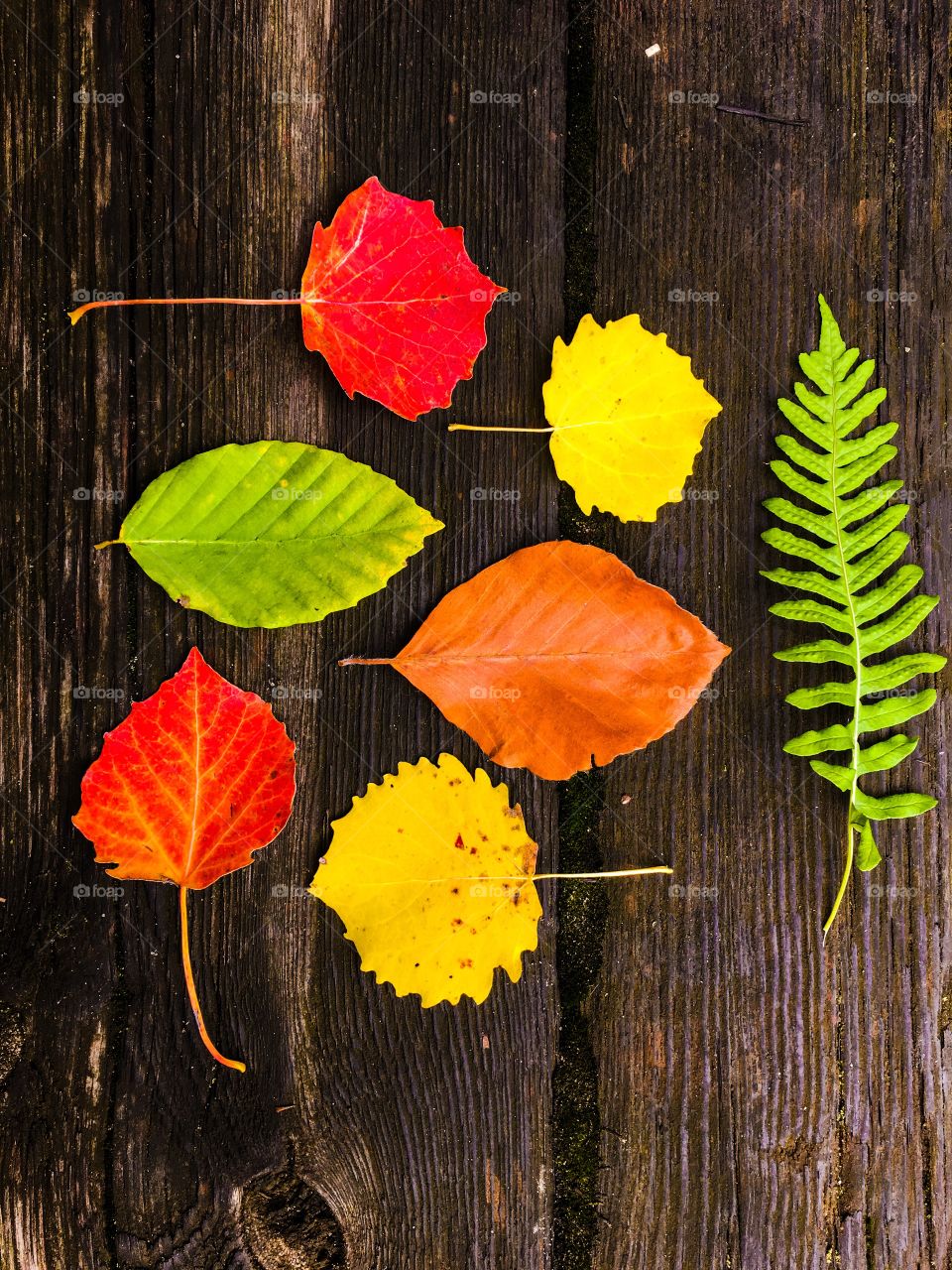 Wood, Leaf, Nature, No Person, Fall