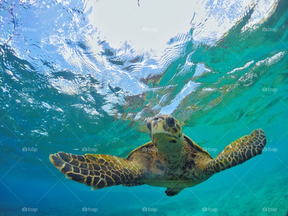 Underwater dome shot of a turtle