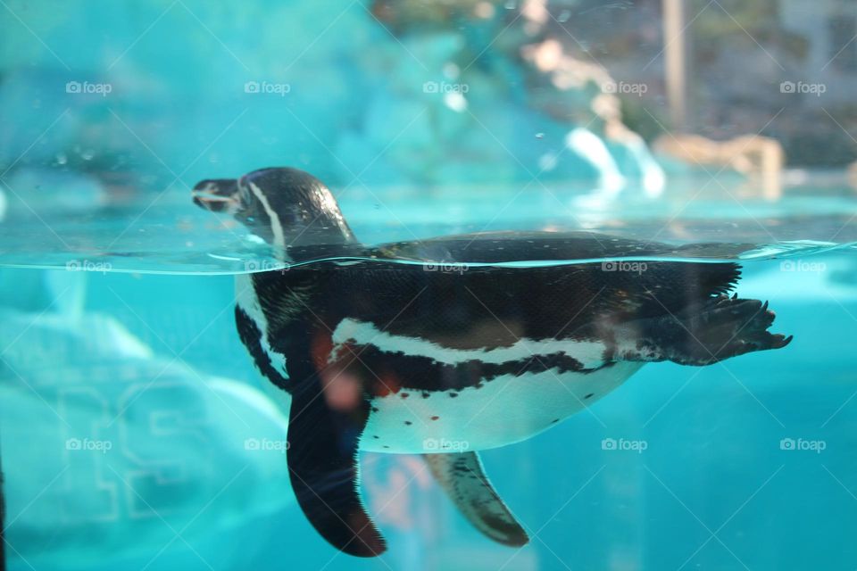 Penguin in the aquarium