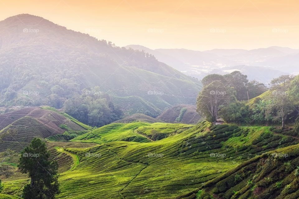 Tea Plantation at Cameron Highlands Malaysia