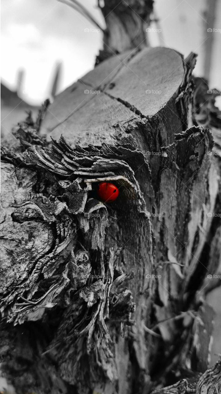 Ladybug back & white