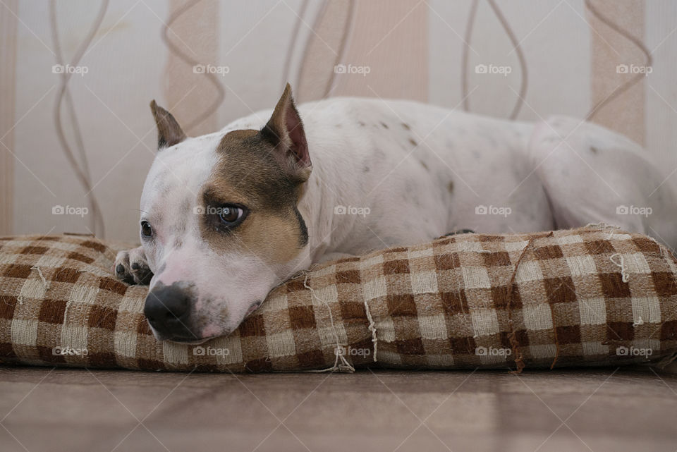 dog resting on a pillow