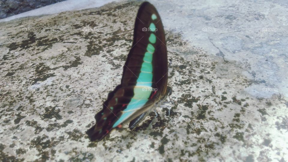 A beautiful Tosca green butterfly perched on a wet terrace.