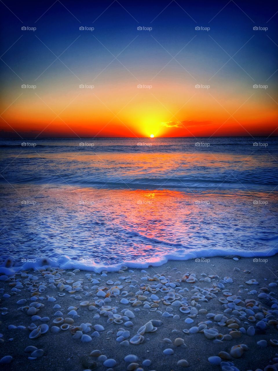 Seashells on beach during sunset