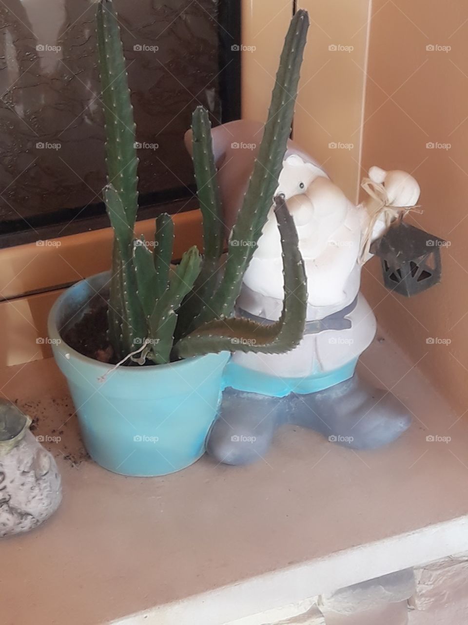 cactus with decoration