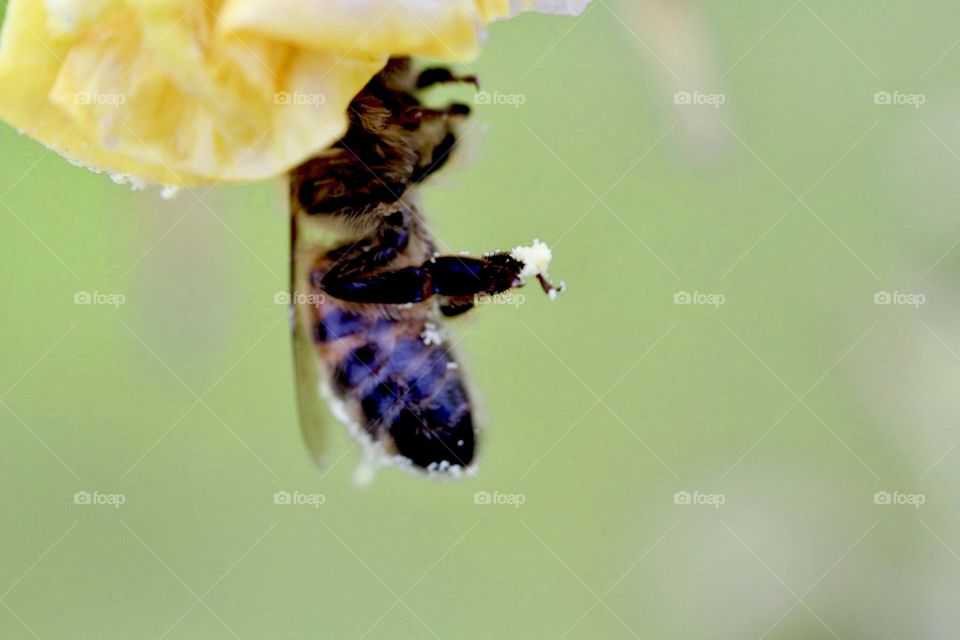 California bee farming for pollen in a springtime flower