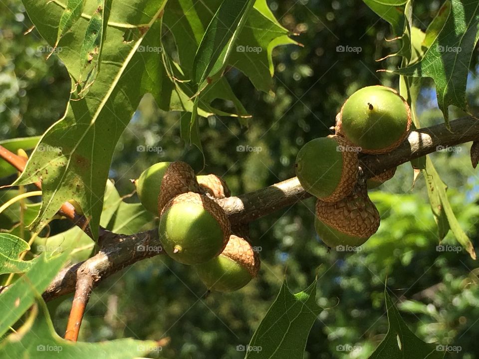 Acorn tree