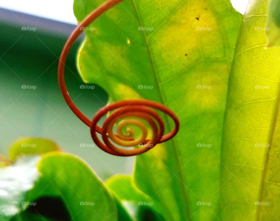 Leaf, Flora, Garden, Nature, Disjunct