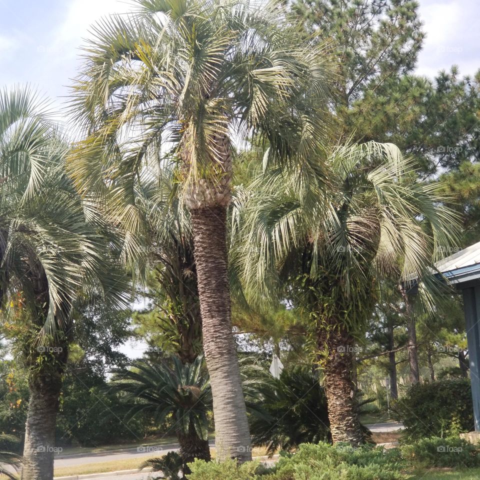 Beautiful Palm Trees