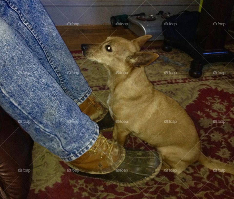 Love in eyes of dog towards man.