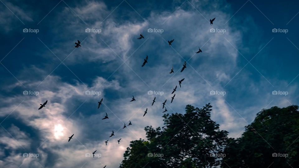 sky | birds | tree