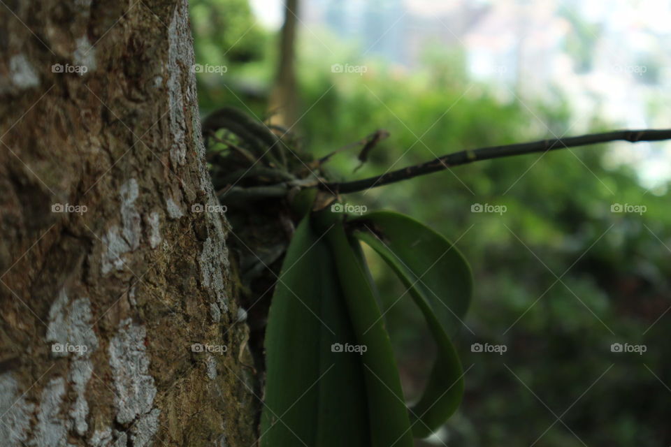 Orchids on the trees 