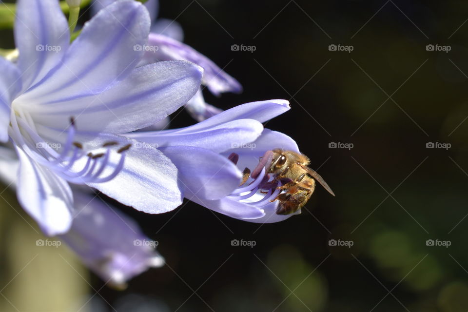 Honeybee Collecting Pollen From a Purple Lily 