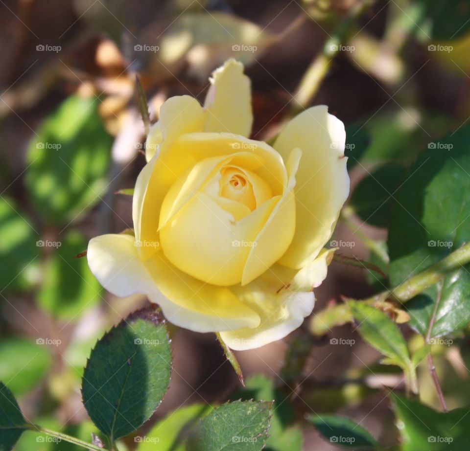 Yellow Rose