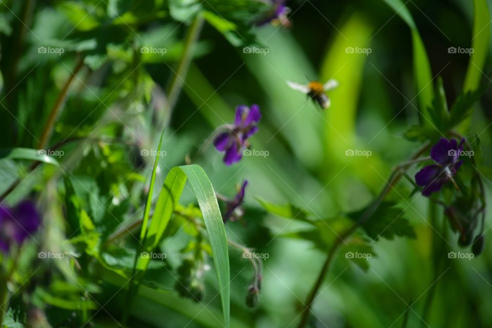 Nature, Leaf, Flower, Flora, No Person