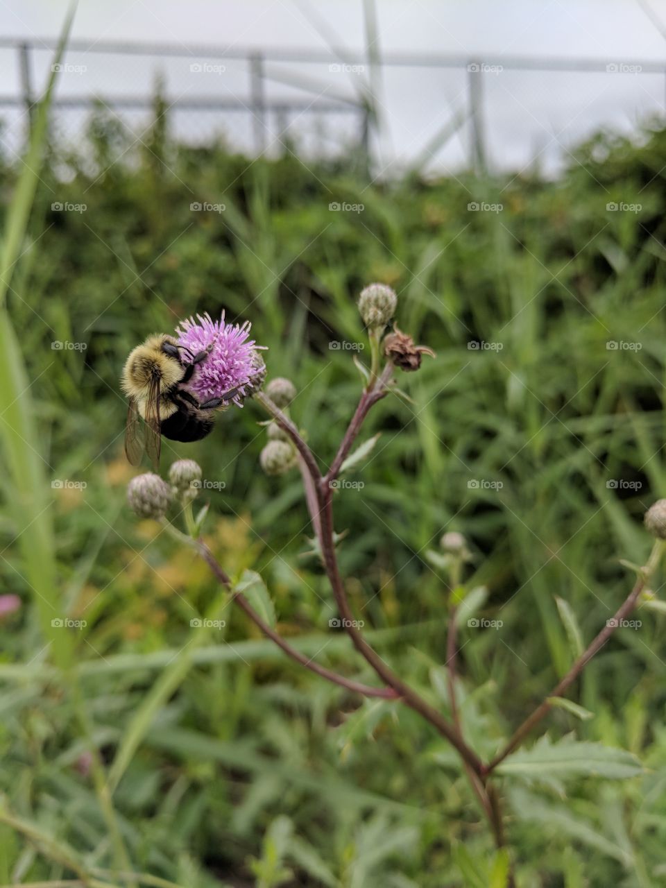 bumblebee on a flower, living his best life
