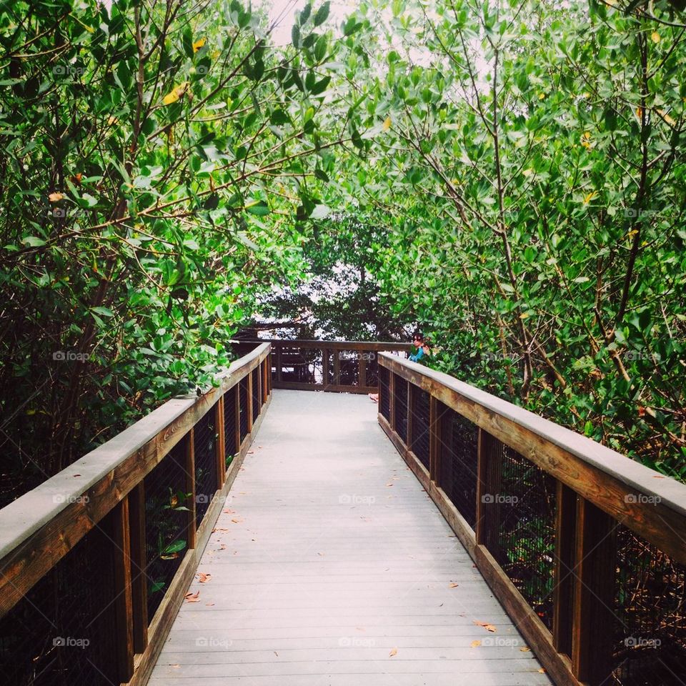 Florida Mangroves