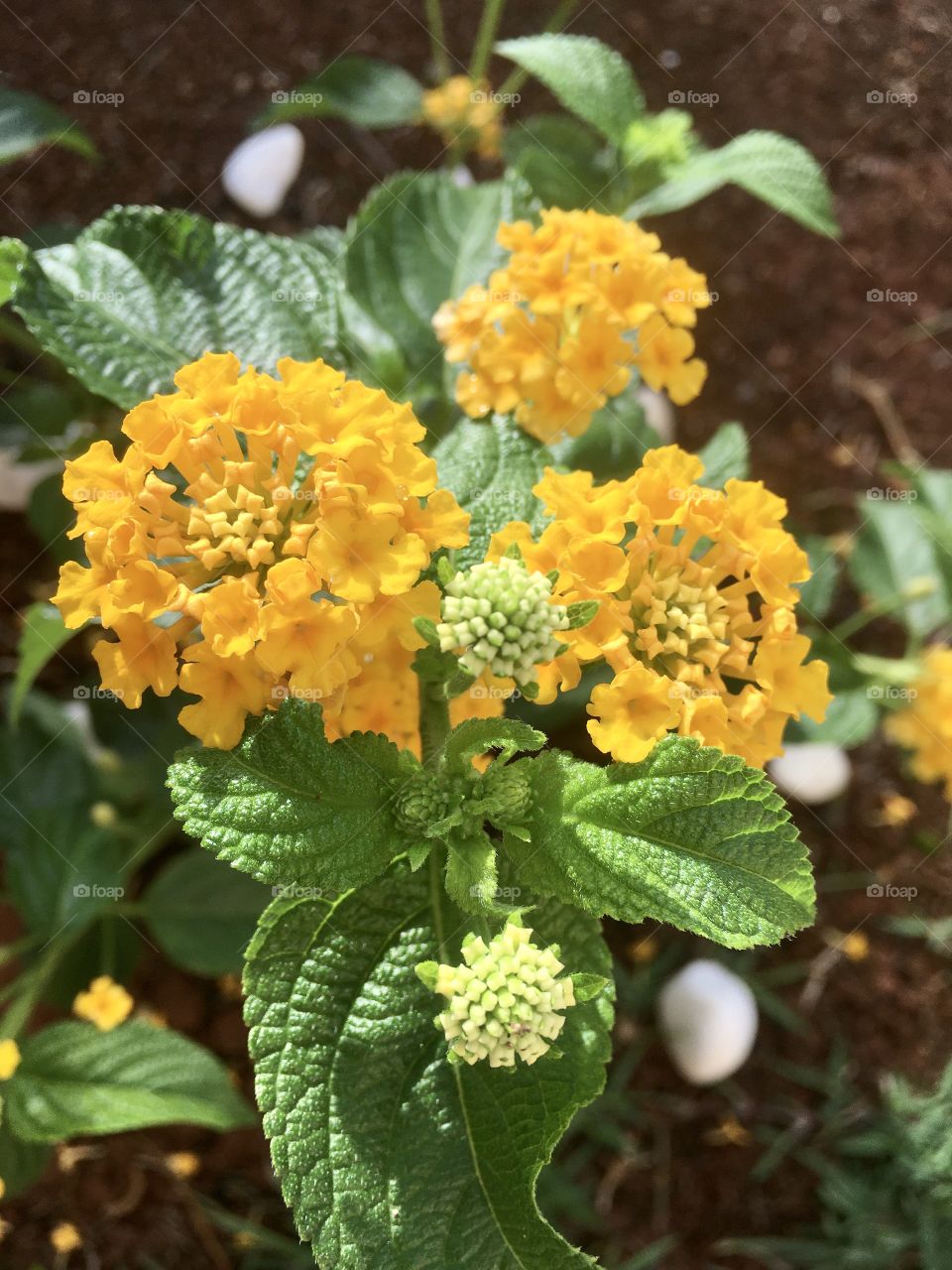 🌹 🇺🇸 Very beautiful flowers to brighten our day.  Live nature and its beauty. Did you like the delicate petals? / 🇧🇷 Flores muito bonitas para alegrar nosso dia. Viva a natureza e sua beleza. Gostaram das pétalas delicadas? 