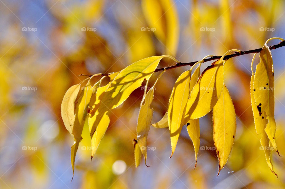 Fall yellows
